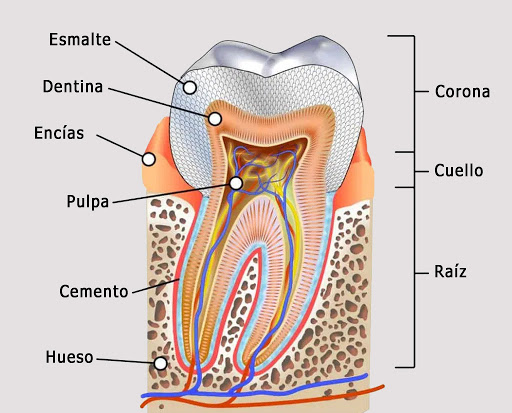 Tratamiento conducto : La importancia de un diente Clínica Dental Alfa